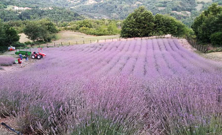 Lavanda Ca' del Lupo Bardi