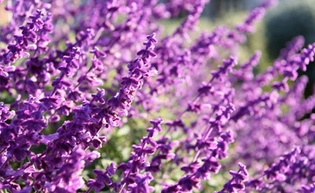 Lavanda Ca' del Lupo Bardi